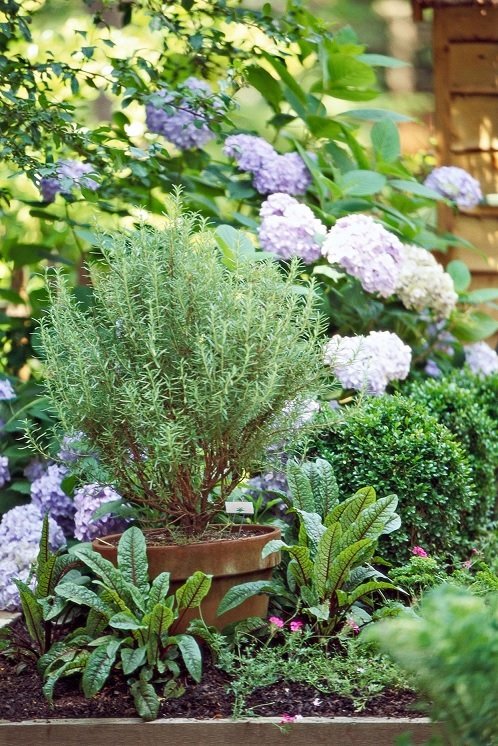 Cây Hương Thảo (rosemary) Trồng Chậu 3