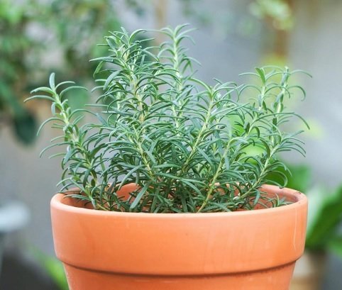 Cây Hương Thảo (rosemary) Trồng Chậu