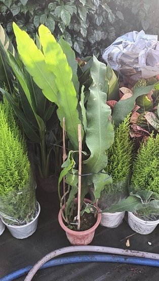 Cây Hoa Quỳnh Trắng Nở Đêm (dạ quỳnh) 2