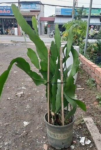 Cây Hoa Quỳnh Trắng Nở Đêm (dạ quỳnh) 3