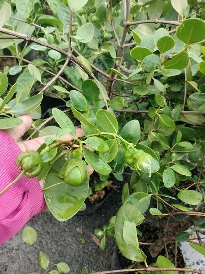 Cây Bần Ổi Trồng Chậu Có Trái