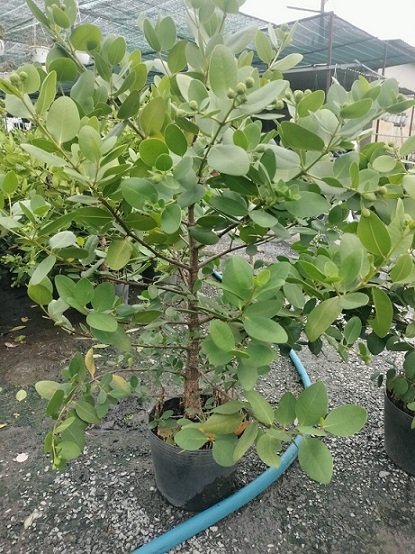 Cây Bần Ổi Trồng Chậu Có Trái 3