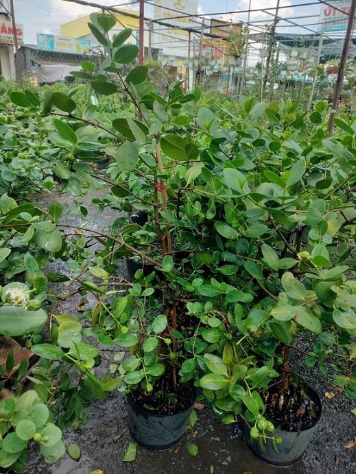 Cây Bần Ổi Trồng Chậu Có Trái 2