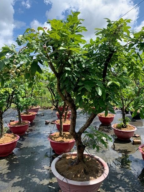 Bán Cây Long Nhãn Trồng Chậu Có Trái Ở Quận 12