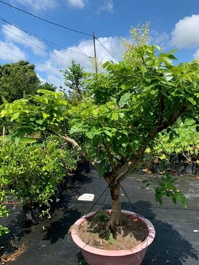 Bán Cây Long Nhãn Trồng Chậu Có Trái Ở Quận 12 2