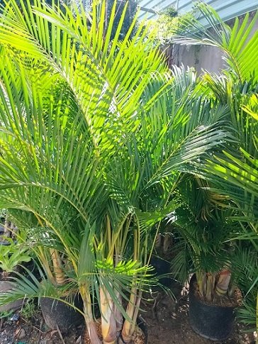 Cây Cau Vàng Trồng Chậu Trang Trí Nội Thất 3