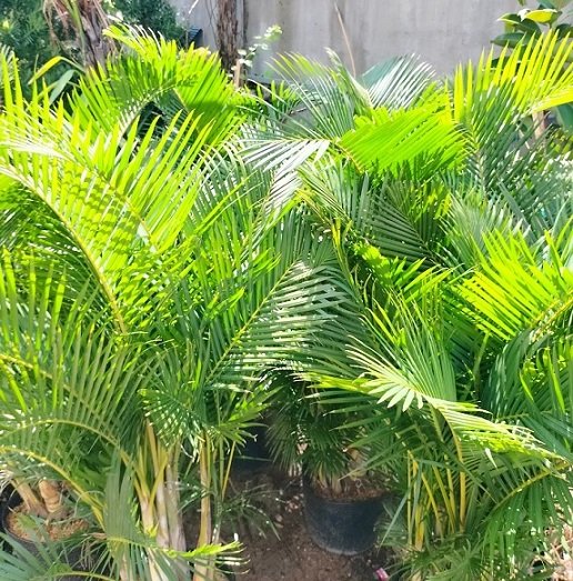 Cây Cau Vàng Trồng Chậu Trang Trí Nội Thất 2