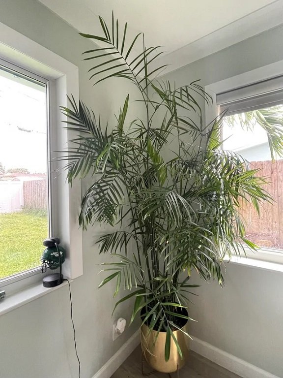 Cây Cau Hawai Trồng Chậu Trong Nhà 2