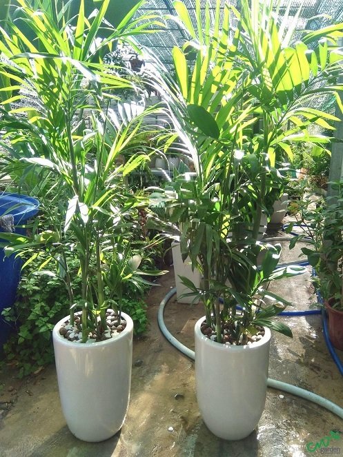 Cây Cau Hawai Trồng Chậu Trong Nhà