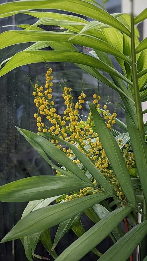 Cây Cau Hawai Trồng Chậu Trong Nhà 3