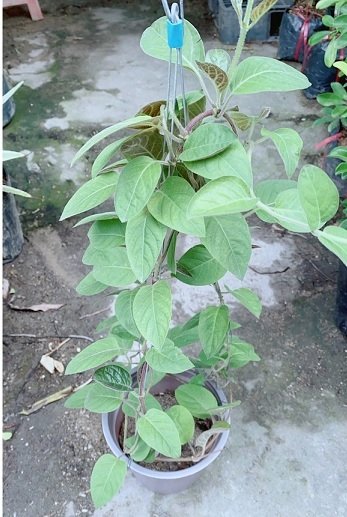 Bán Cây Giống Mơ Lông Quận 12 HCM 2