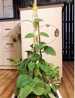Bán Cây Giống Mơ Lông Quận 12 HCM 3