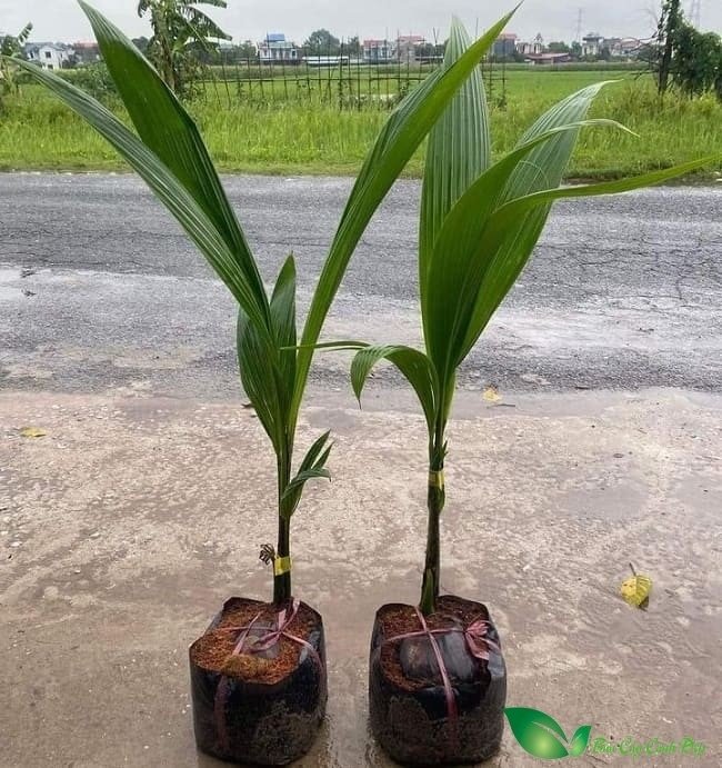 Cây Dừa Sáp Giống 2