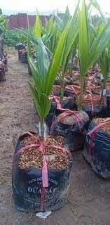 Cây Dừa Sáp Giống 3