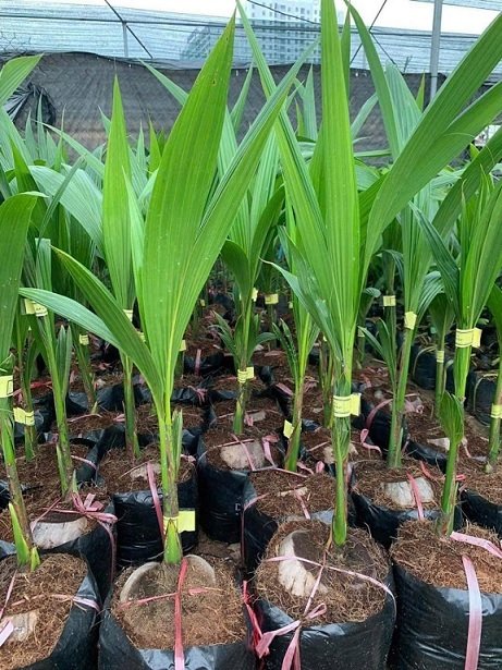 Cây Dừa Sáp Giống