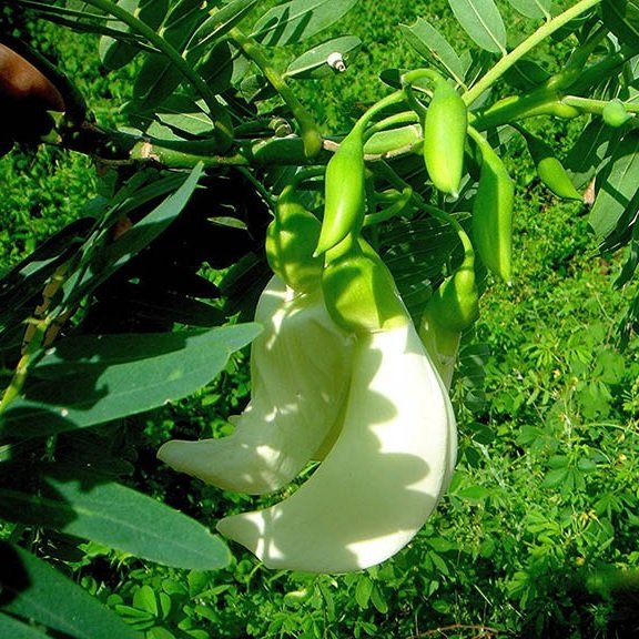 Cây So Đũa Thái Tứ Quý