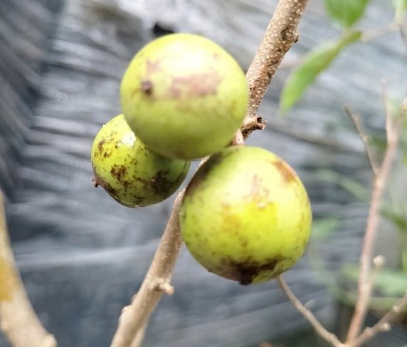 Cây Hồng Quân Thái Không Gai Đang Có Trái HCM 3