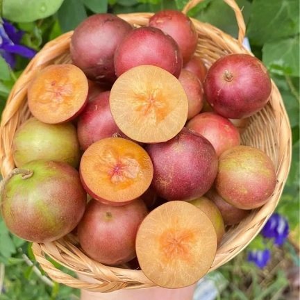 Cây Hồng Quân Thái Không Gai Đang Có Trái HCM
