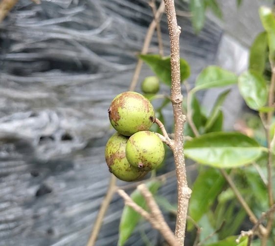Cây Hồng Quân Thái Không Gai Đang Có Trái HCM 2