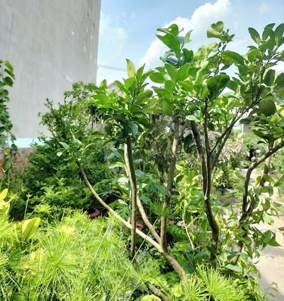 Cây Bưởi Trưởng Thành Trồng Chậu 2
