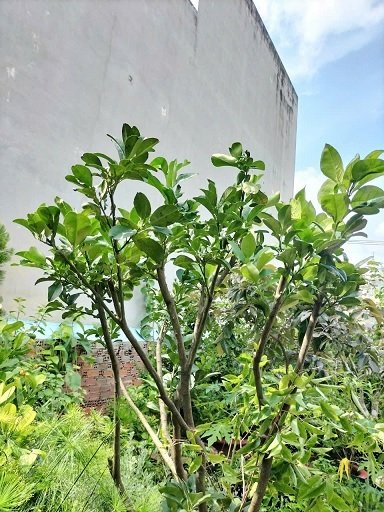 Cây Bưởi Trưởng Thành Trồng Chậu 3