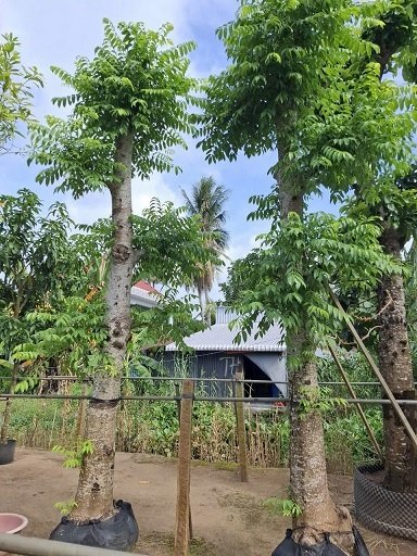 Cây Cóc Cồ (cóc ta) Gốc To Cổ Thụ 2