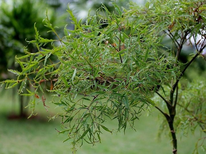 Cây Đinh Lăng Lá Nhuyễn