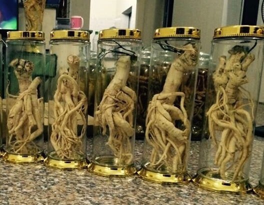 Cây Đinh Lăng Lá Nhuyễn 2