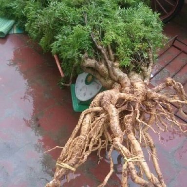 Cây Đinh Lăng Lá Nhuyễn 3