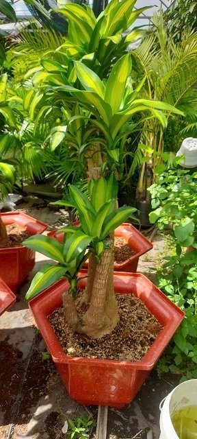 Cây Phát Tài Thiết Mộc Lan Gốc Bonsai 3