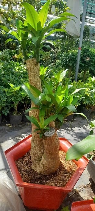 Cây Phát Tài Thiết Mộc Lan Gốc Bonsai 2