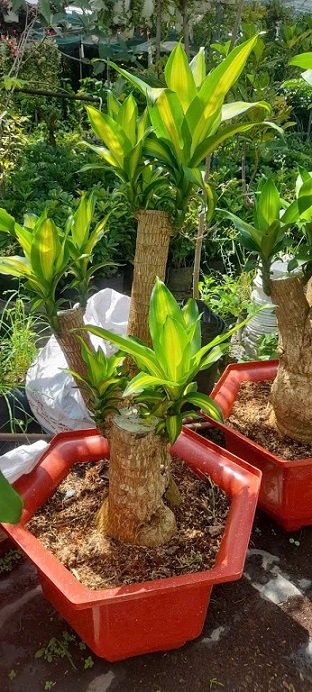 Cây Phát Tài Thiết Mộc Lan Gốc Bonsai