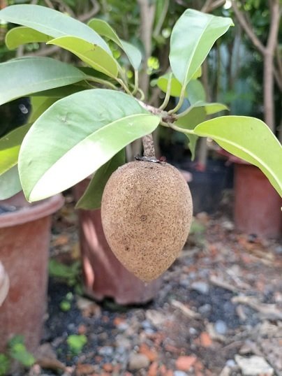 Cây Sapoche Cần Thơ Trồng Chậu Có Trái