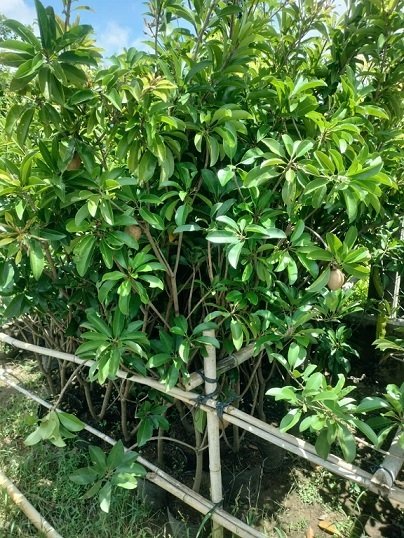 Cây Sapoche Cần Thơ Trồng Chậu Có Trái 3