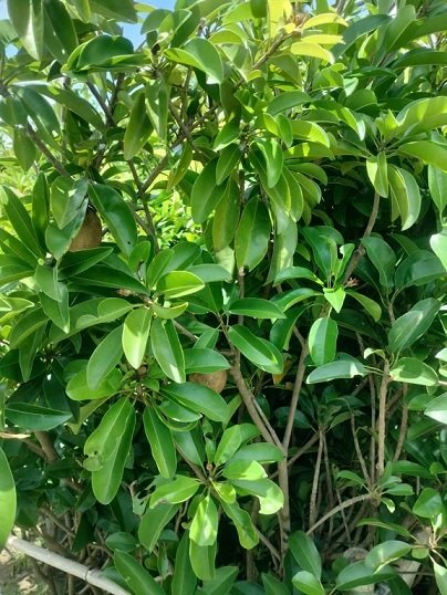 Cây Sapoche Cần Thơ Trồng Chậu Có Trái 2
