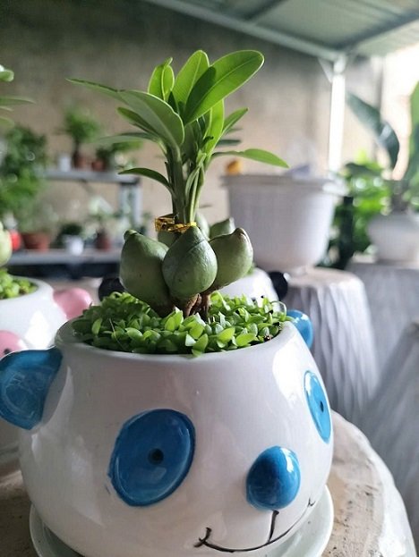 Cây May Mắn Tài Lộc Để Bàn 2