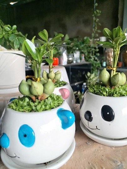 Cây May Mắn Tài Lộc Để Bàn 3