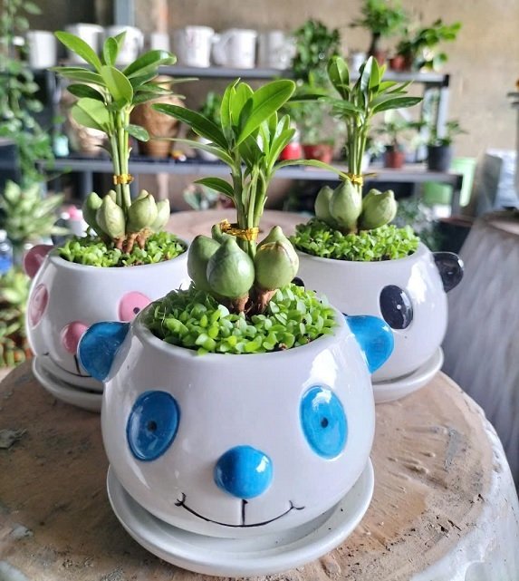 Cây May Mắn Tài Lộc Để Bàn