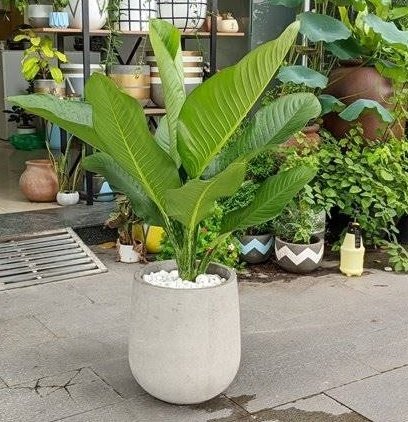 Cây Đại Phú Gia Trang Trí Nội Thất