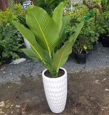 Cây Đại Phú Gia Trang Trí Nội Thất 2