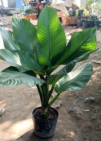 Cây Đại Phú Gia Trang Trí Nội Thất 3
