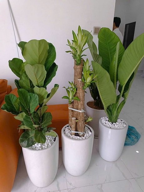 Cây Bàng Singapore Trồng Chậu Nội Thất 3