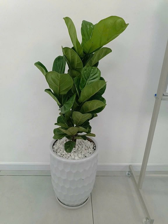 Cây Bàng Singapore Trồng Chậu Nội Thất 2