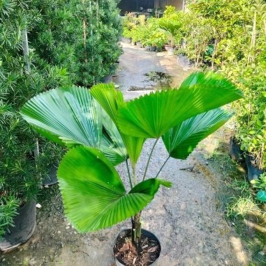Cây Kè Nhật Trồng Chậu Nội Thất 2