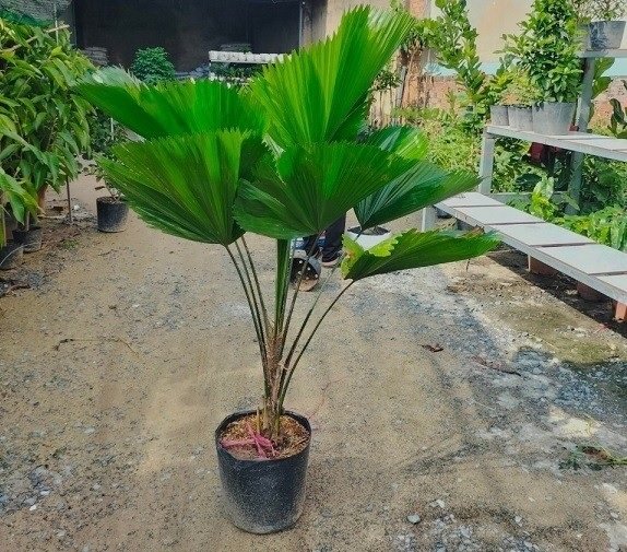 Cây Kè Nhật Trồng Chậu Nội Thất 3