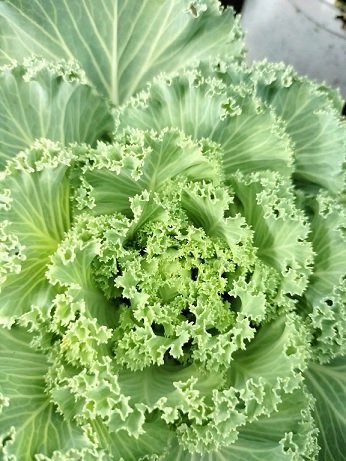 Cây Hoa Hồng Sa Mạc (bắp cải hoa hồng) 2