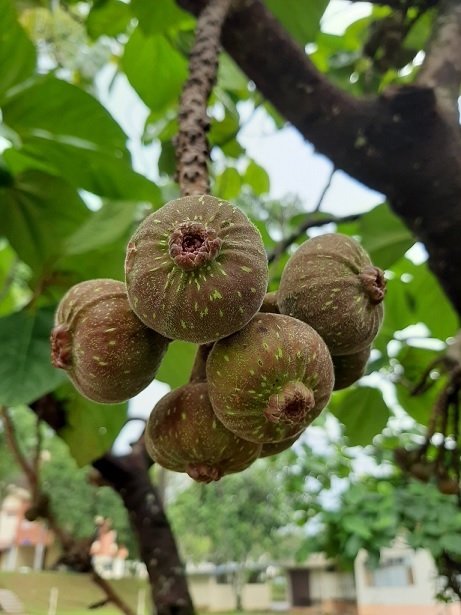 Cây Vả Mật 3