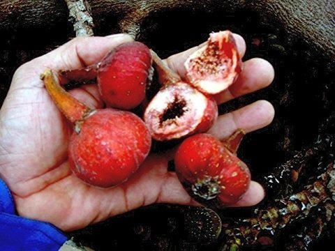 Cây Vả Mật 2