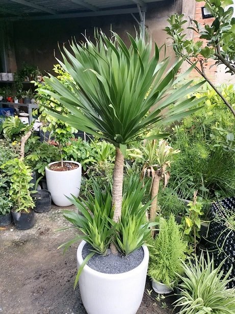 Cây Phát Tài Núi Trồng Chậu Nội Thất Phong Thủy 3