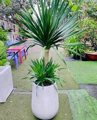 Cây Phát Tài Núi Trồng Chậu Nội Thất Phong Thủy